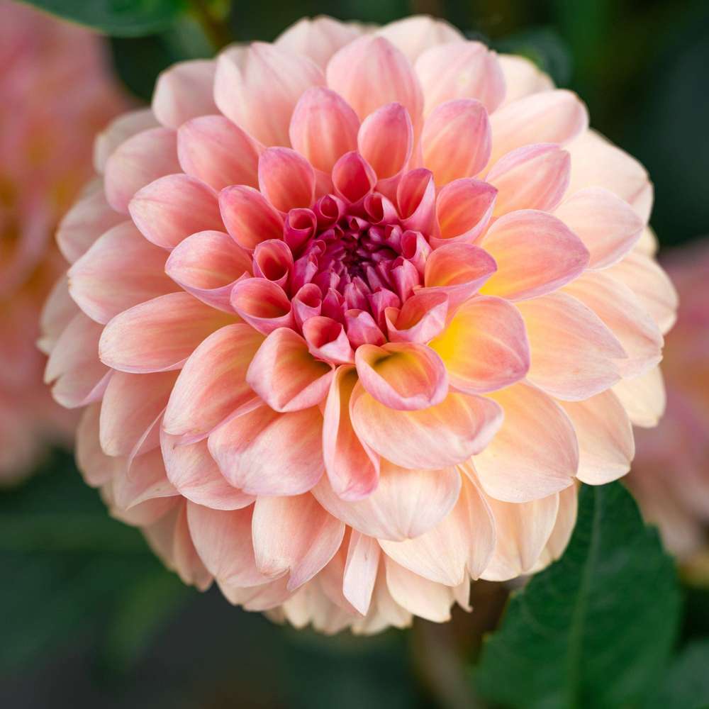 Dahlia 'Sebastian'